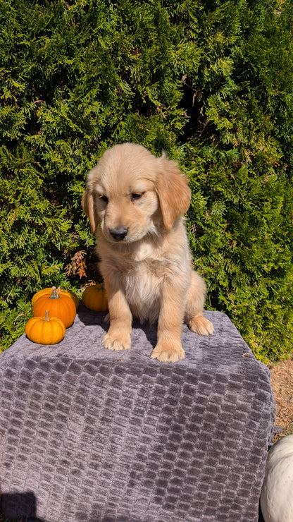 GOLDEN RETRIEVER (08/14) MALE