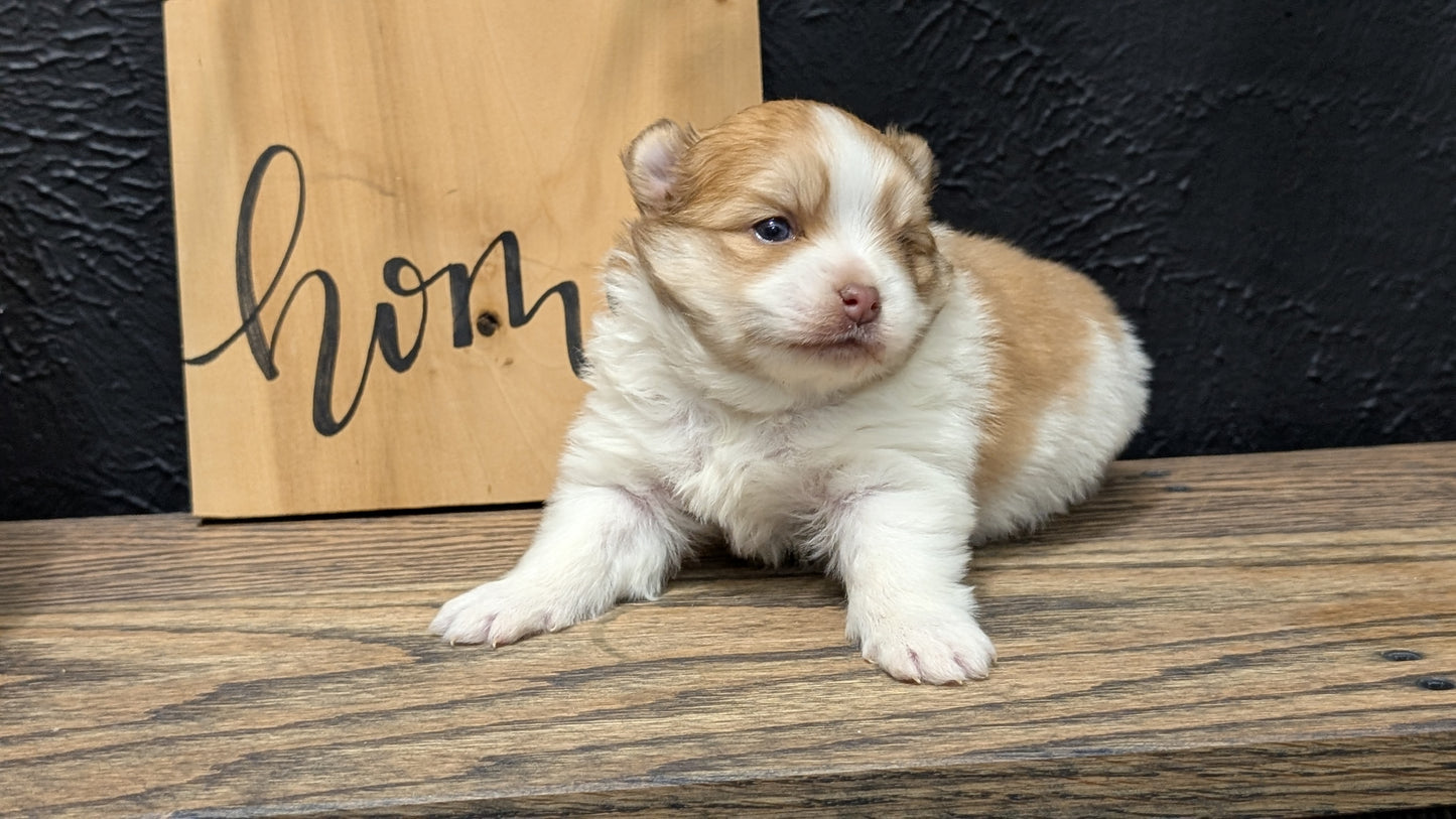 POMERANIAN (NOV 23) MALE