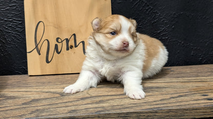 POMERANIAN (NOV 23) MALE