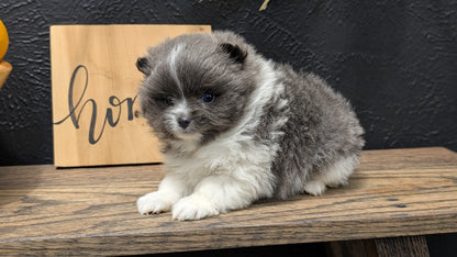 POMERANIAN (NOV 07) MALES