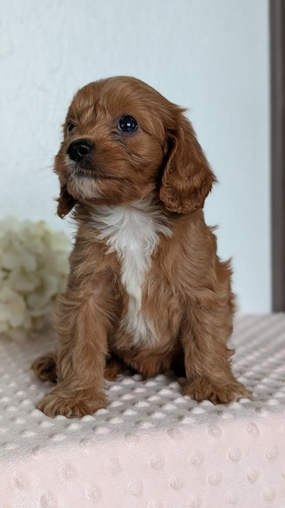 CAVAPOO (APR 02) MALES