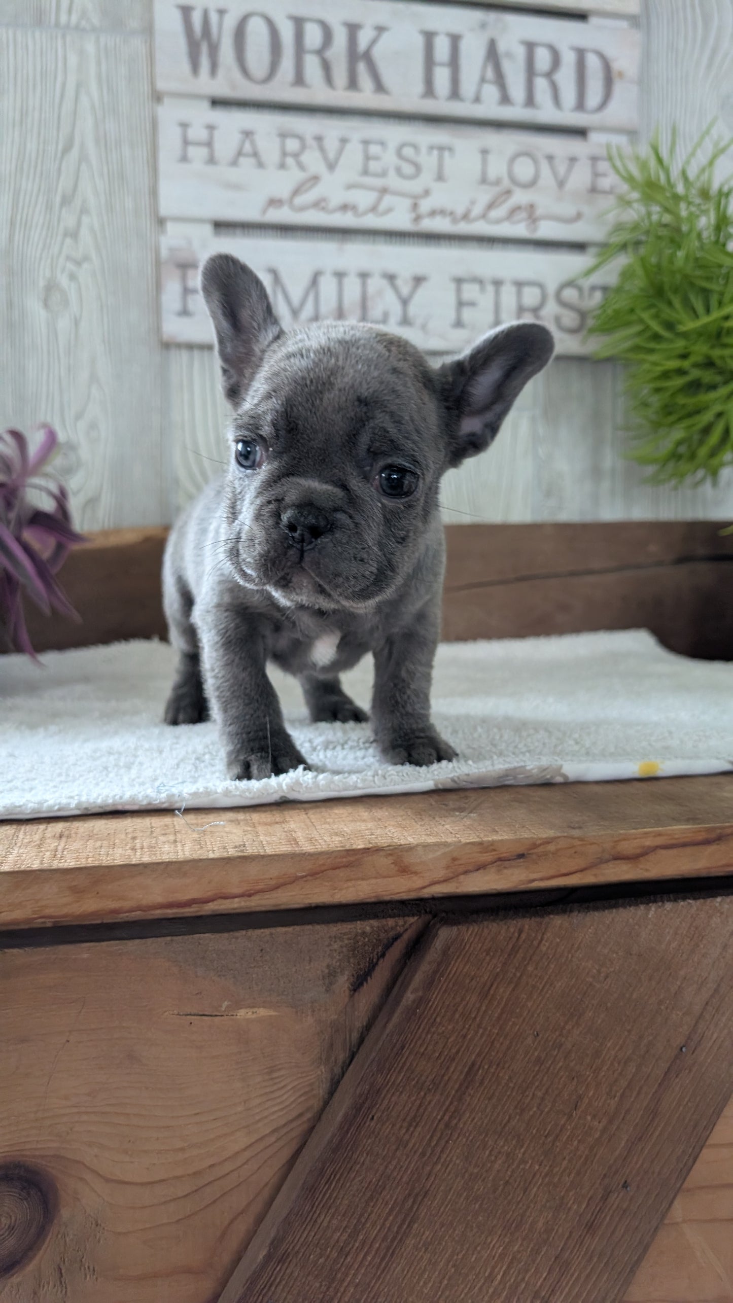 FRENCH BULLDOG (NOV 22) MALES