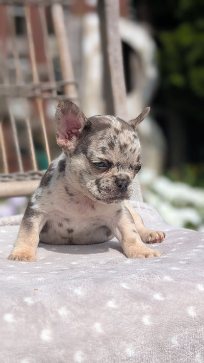 FRENCH BULLDOG (07/11) FEMALE