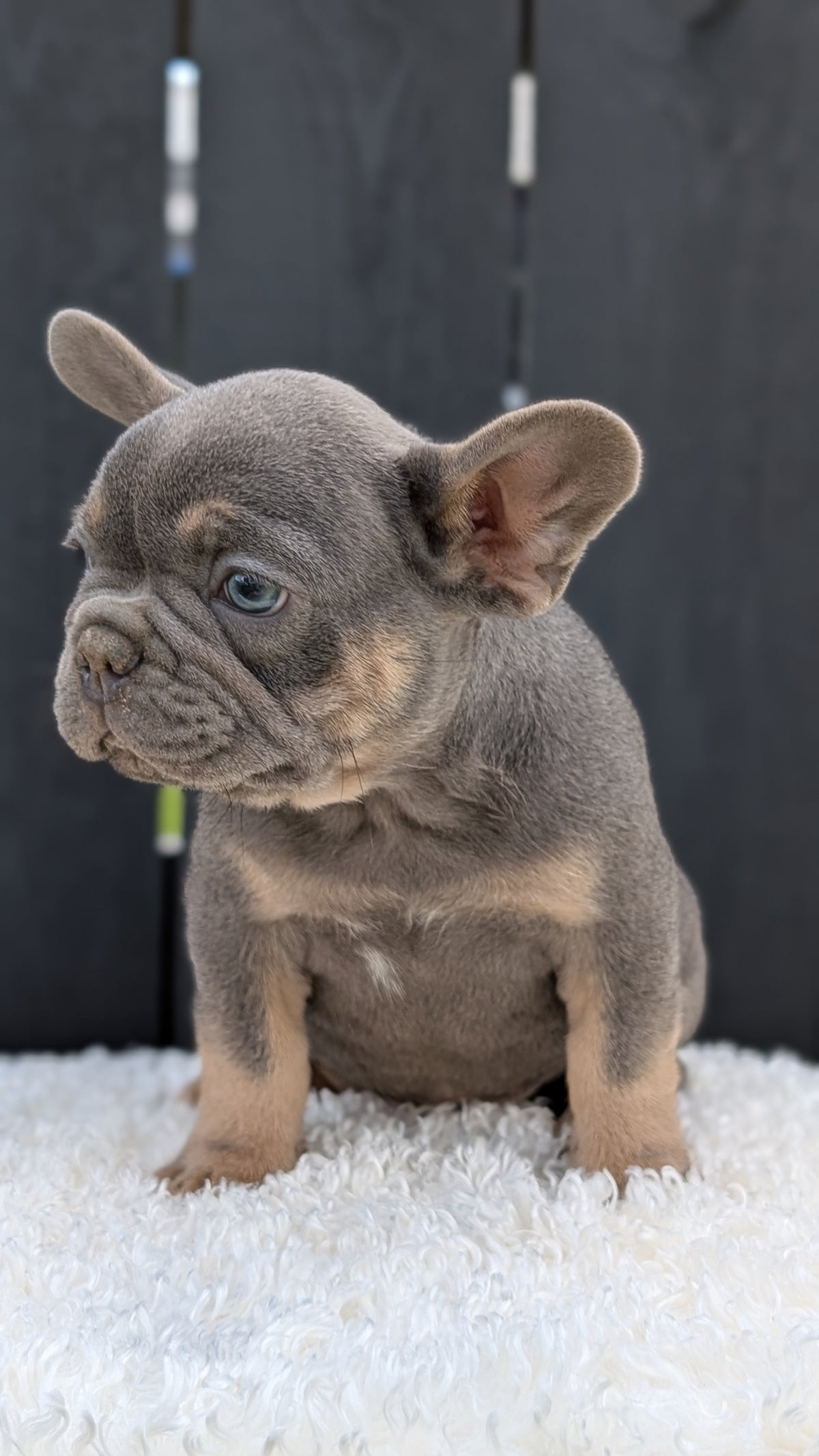 FRENCH BULLDOG (JUN 29) 3 MALES