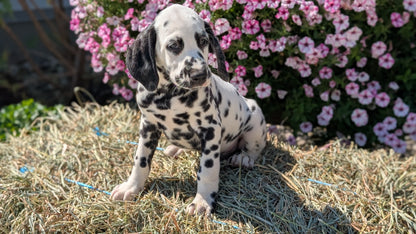 DALMATIAN (JUN 29) MALES