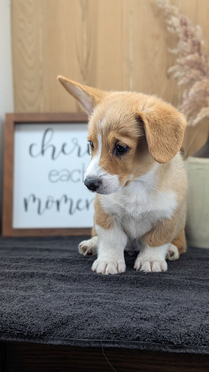 CORGI (JUL 13) 2 FEMALES/3 MALES