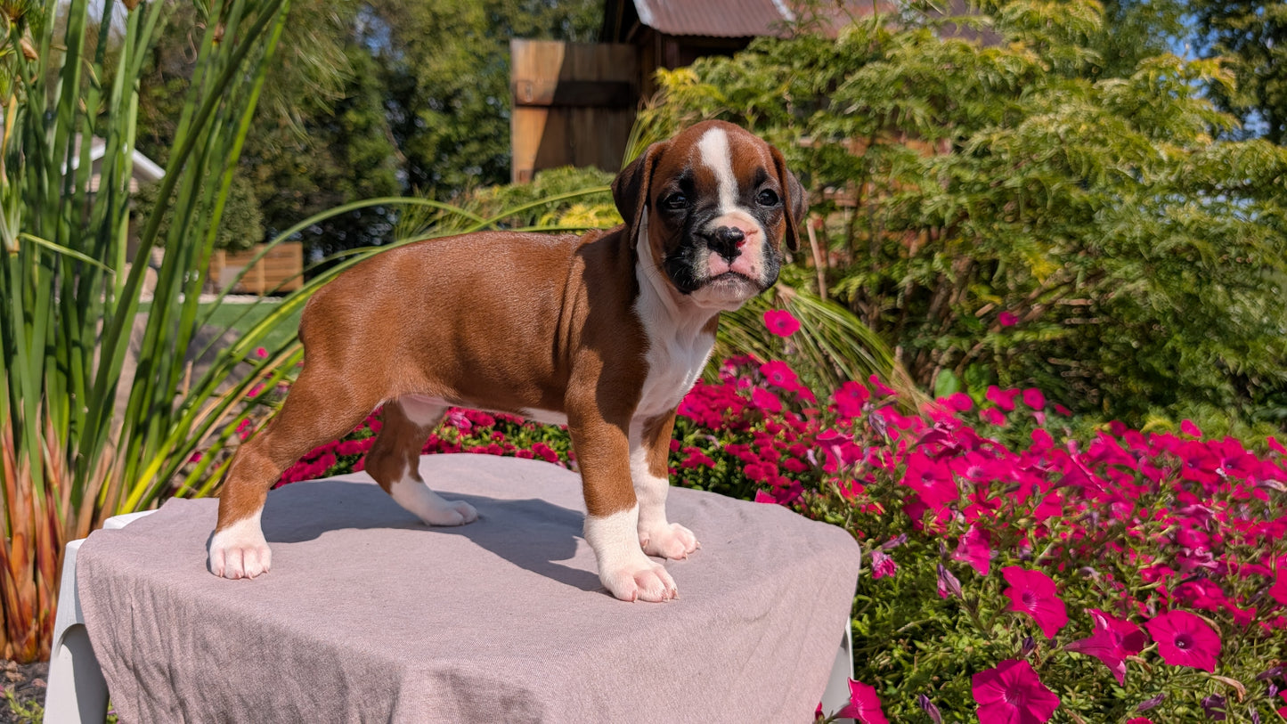BOXER (08/20) FEMALE