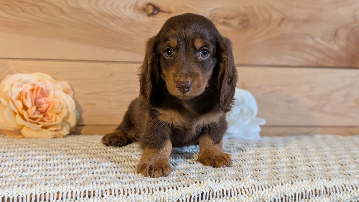 MINI DACHSHUND (JUL 30) 4 MALES/1 FEMALE