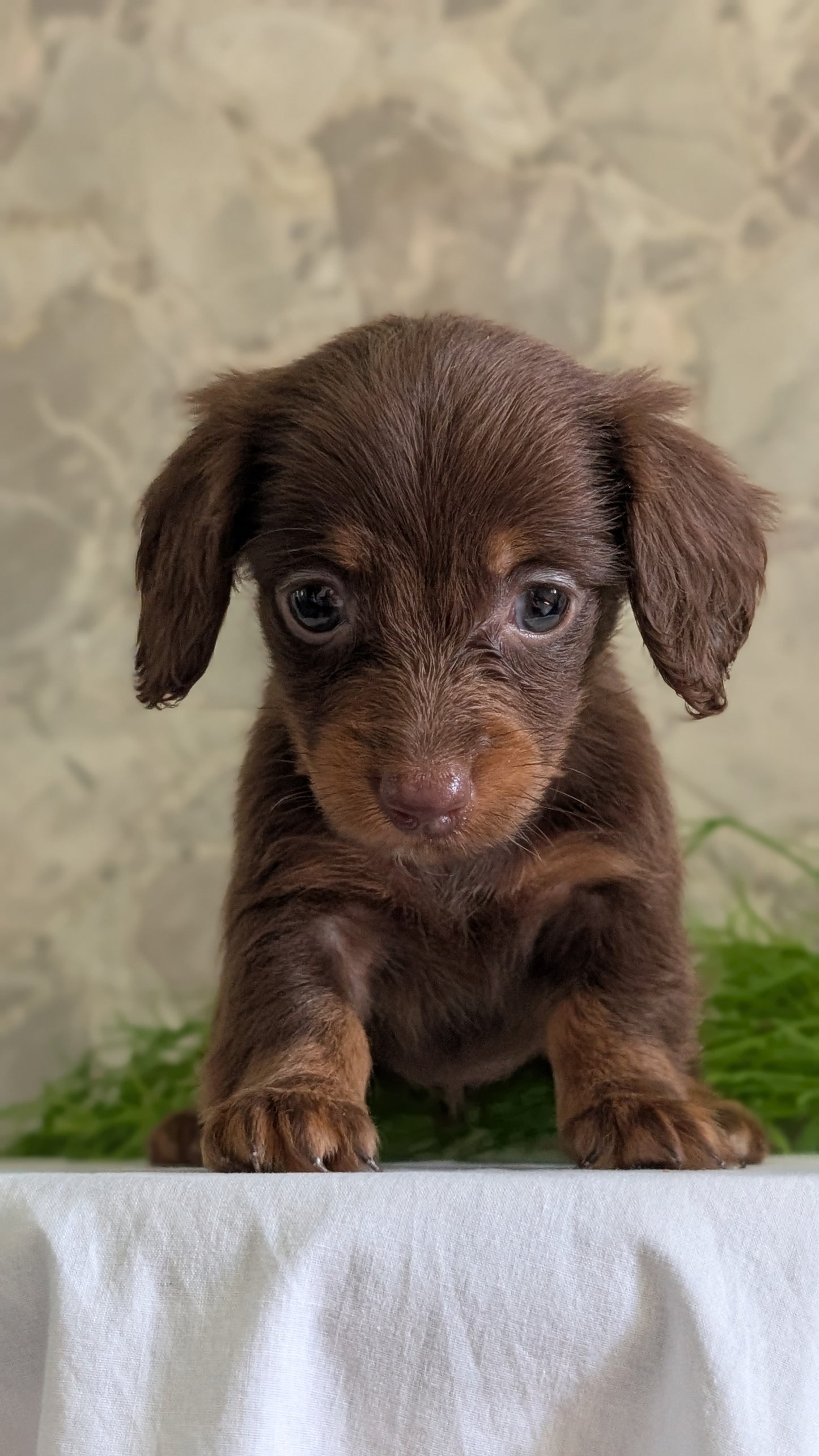 MINI DACHSHUND (APR 29) FEMALES