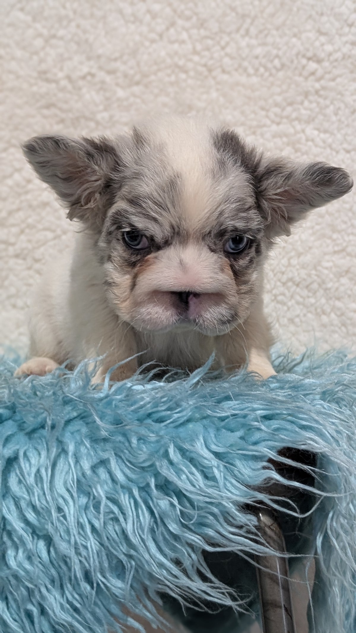 FRENCH BULLDOG (JUN 06) MALES