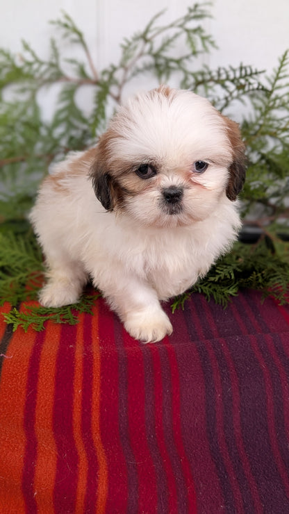SHIH TZU (SEP 30) FEMALE