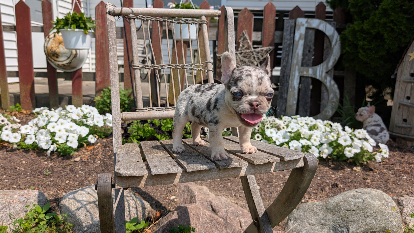 FRENCH BULLDOG (05/16) FEMALE