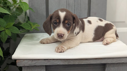 MINI DACHSHUND (MAR 23) MALES