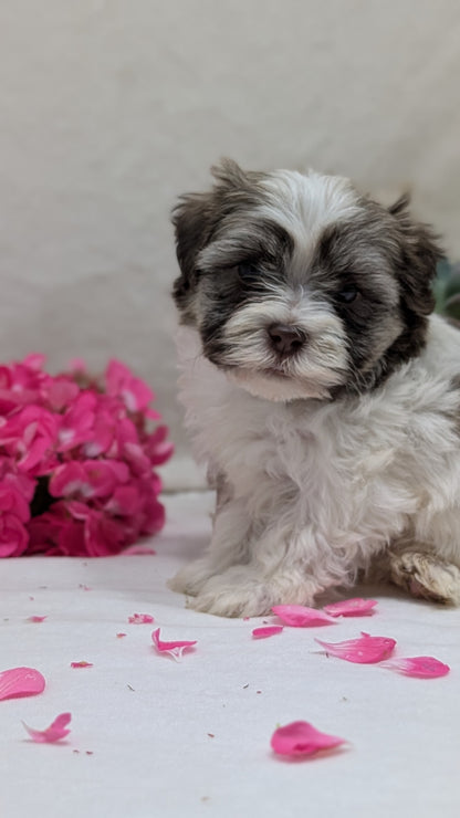 HAVANESE (09/13) MALE