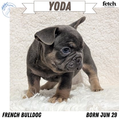 FRENCH BULLDOG (JUN 29) MALES