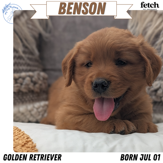 GOLDEN RETRIEVER (JUL 01) MALES