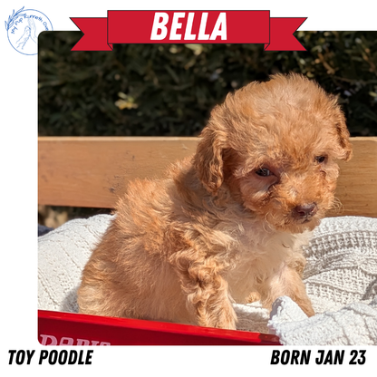 TOY POODLE (01/23) FEMALE