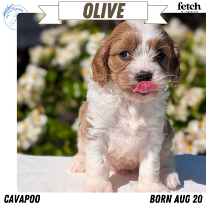 CAVAPOO (AUG 20) 2 MALES/1 FEMALE
