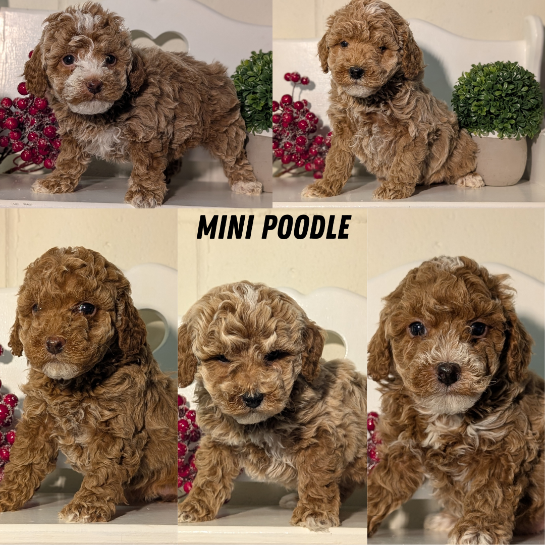 MINI POODLE (NOV 18) MALES – My Pup Runneth Over