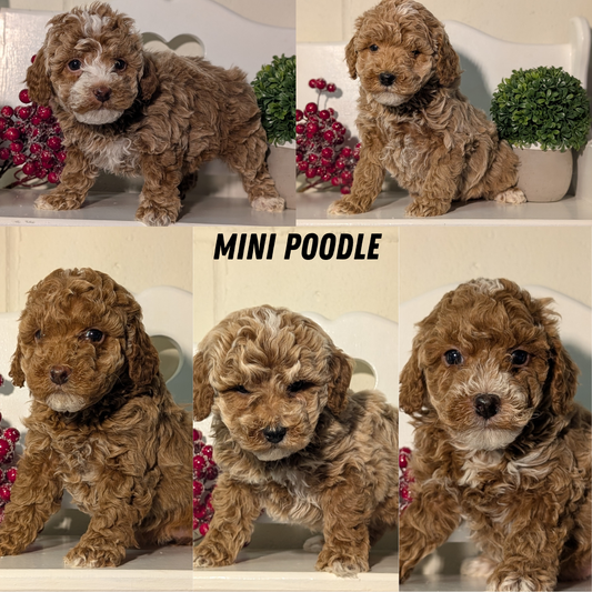 MINI POODLE (NOV 18) MALES