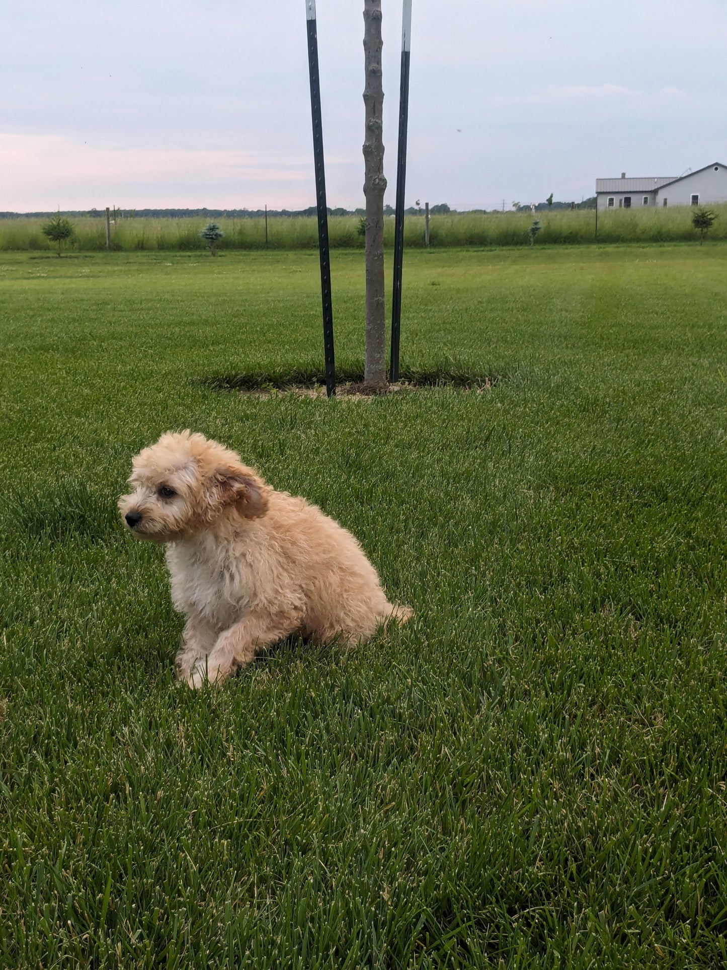 CAVAPOO (03/07) FEMALE