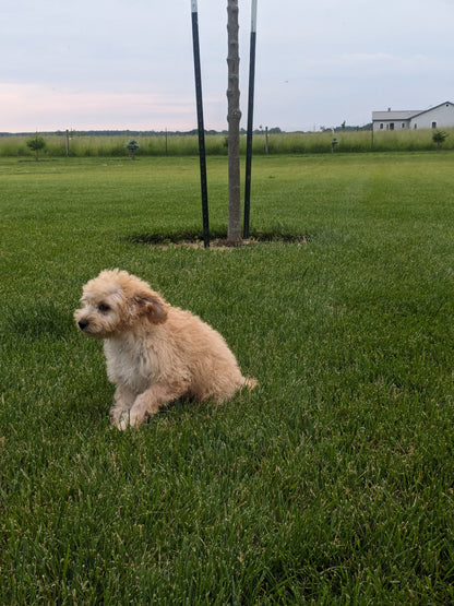CAVAPOO (03/07) FEMALE