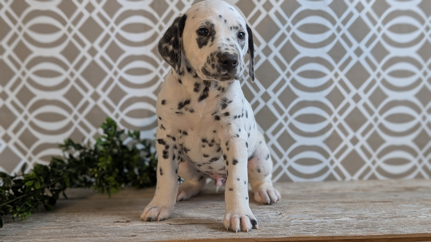 DALMATIAN (FEB 06) MALES