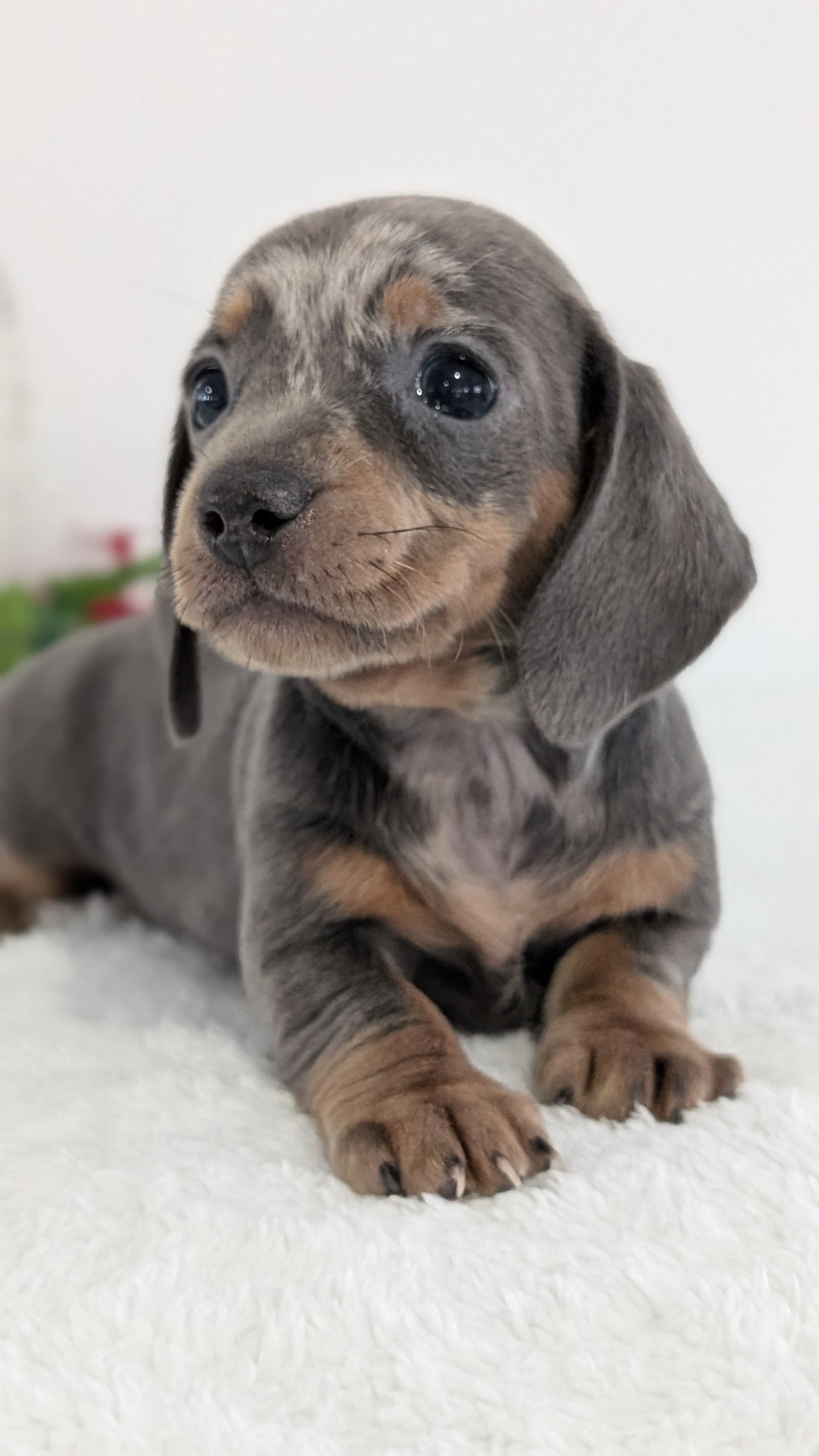 MINI DACHSHUND (OCT 20) FEMALES