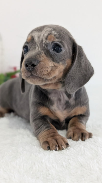MINI DACHSHUND (OCT 20) FEMALES