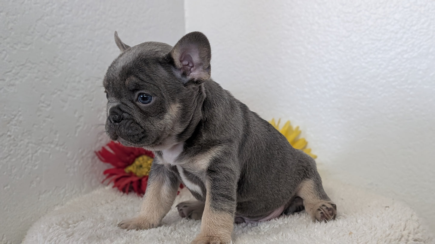 FRENCH BULLDOG (FEB 21) MALES