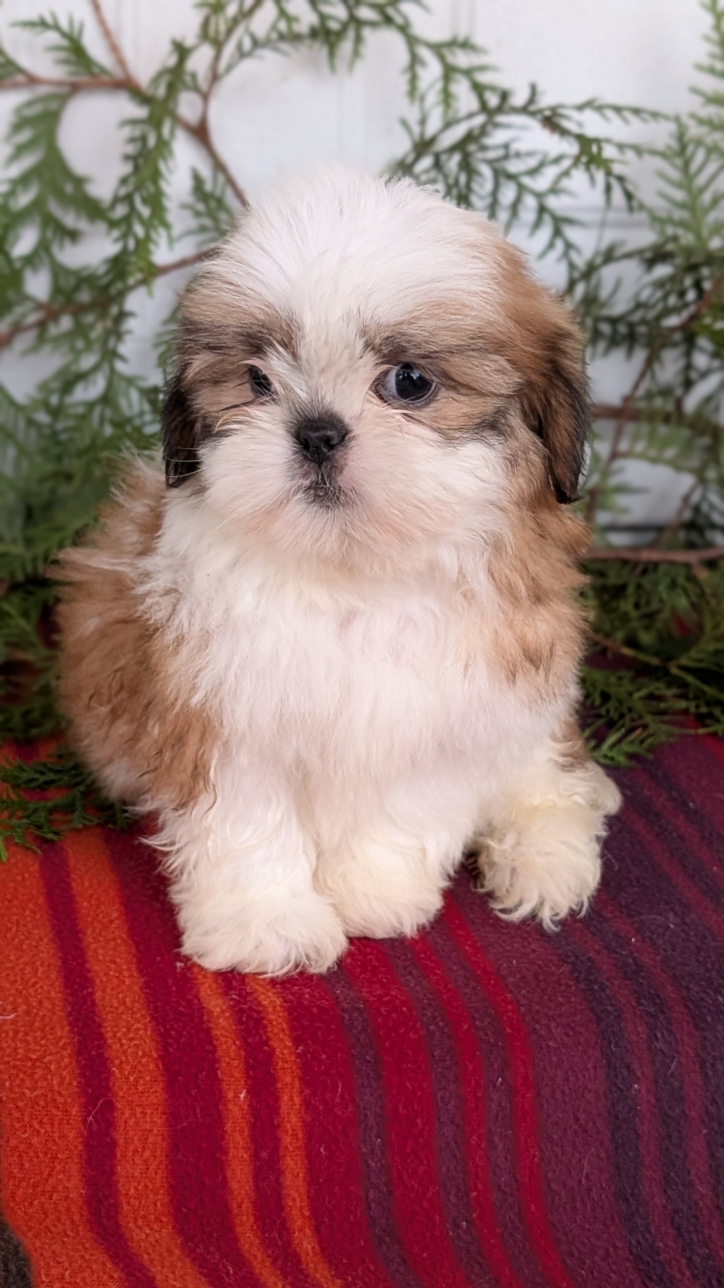 SHIH TZU (SEP 30) MALES