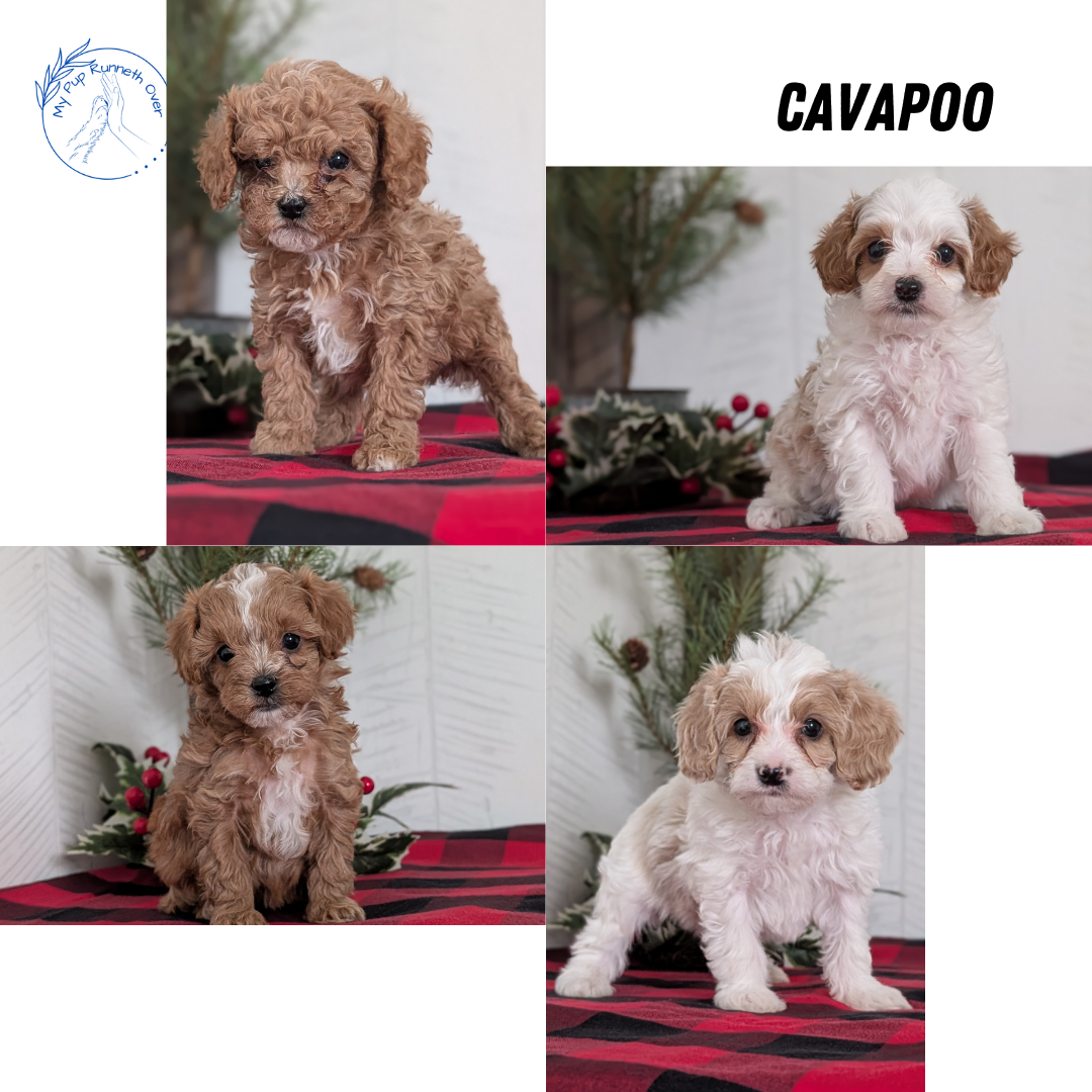 CAVAPOO (OCT 27) MALE