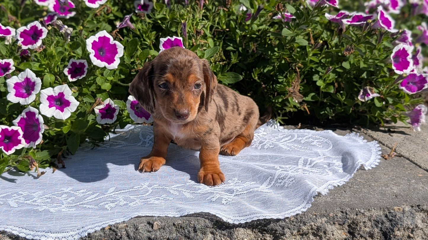 MINI DACHSHUND (08/19) FEMALE