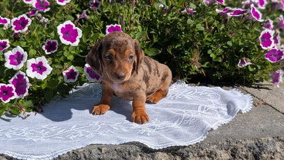 MINI DACHSHUND (08/19) FEMALE