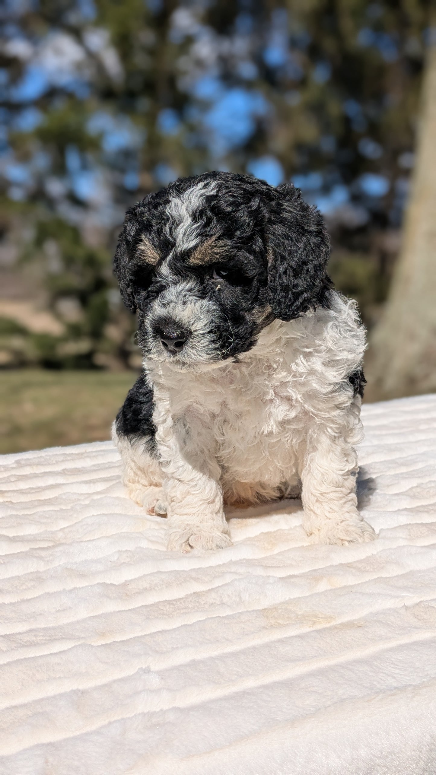 MINI BERNEDOODLE (02/09) MALE