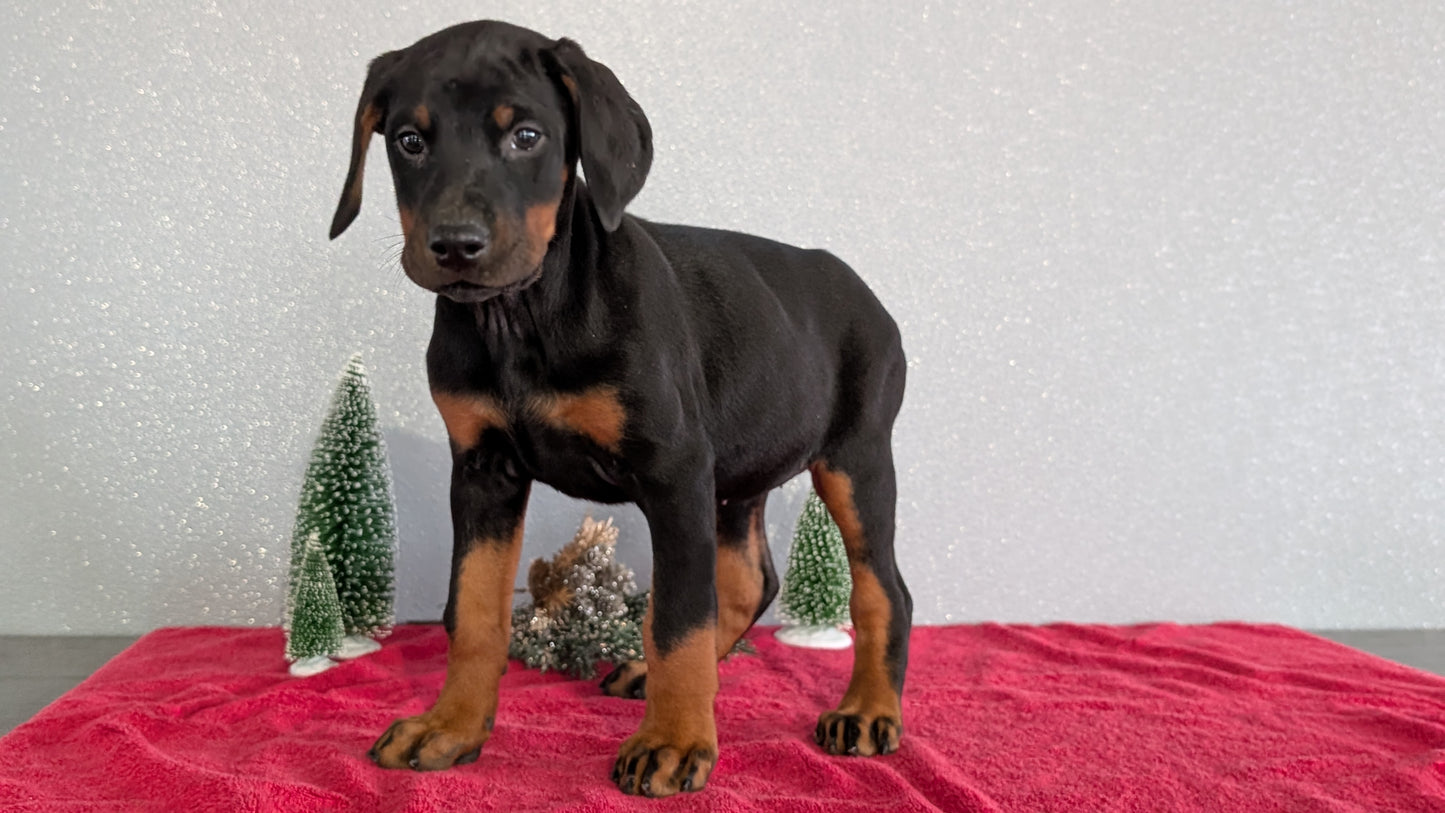 DOBERMAN PINSCHER (OCT 17) FEMALES
