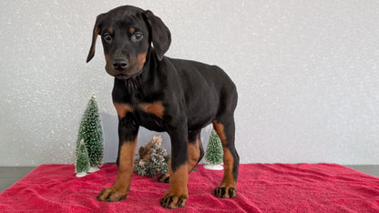 DOBERMAN PINSCHER (OCT 17) FEMALES