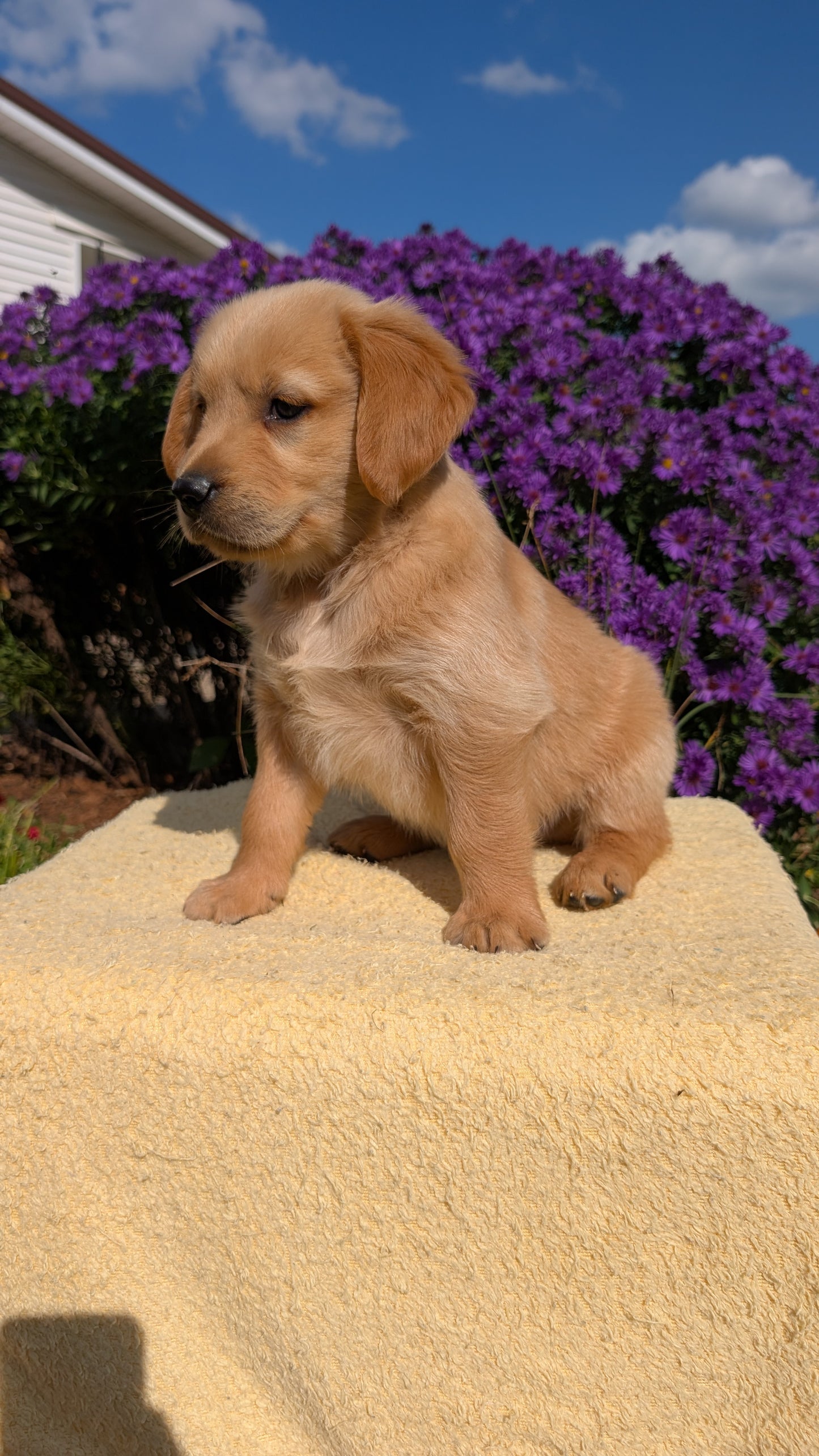 GOLDEN RETRIEVER (08/14) MALE
