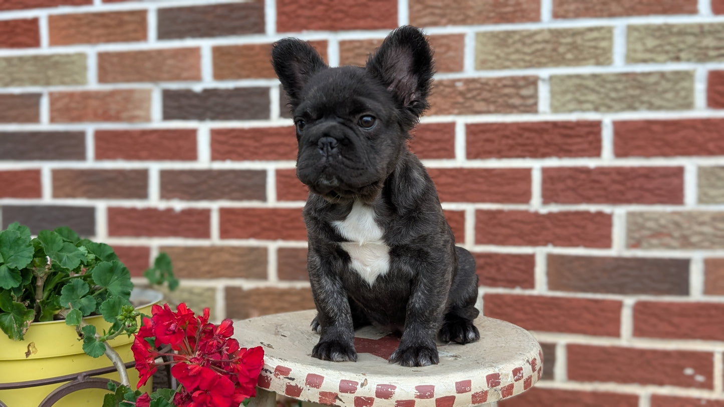 FRENCH BULLDOG (MAR 09) FEMALES