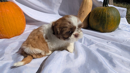 SHIH TZU (07/18) MALE