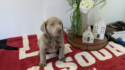 LABRADOR RETRIEVER (11/03) FEMALE