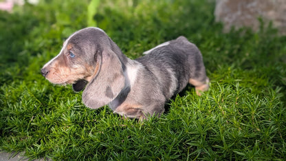 MINI DACHSHUND (JUN 04) FEMALES