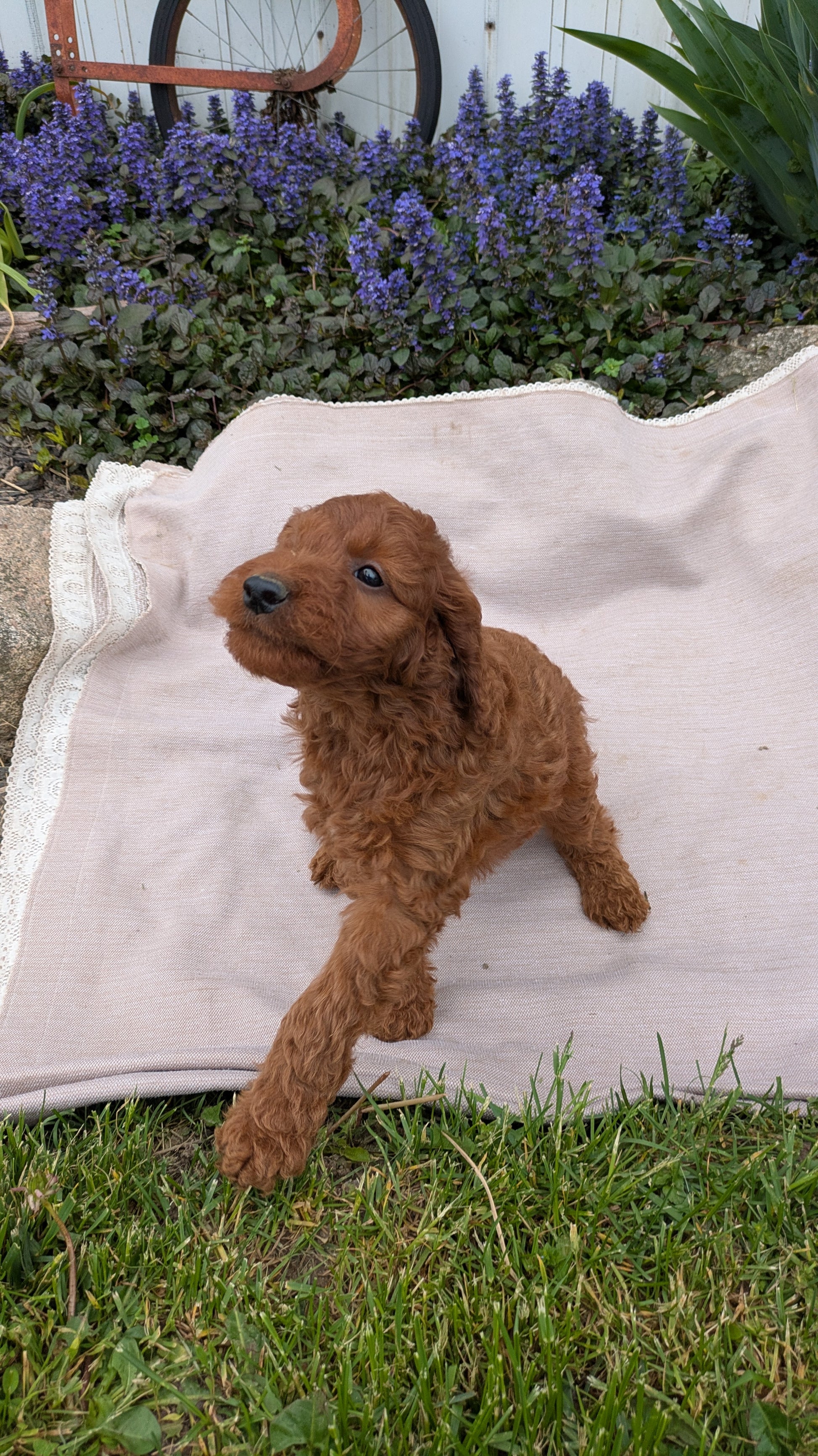 IRISH DOODLE (03/27) MALE – My Pup Runneth Over