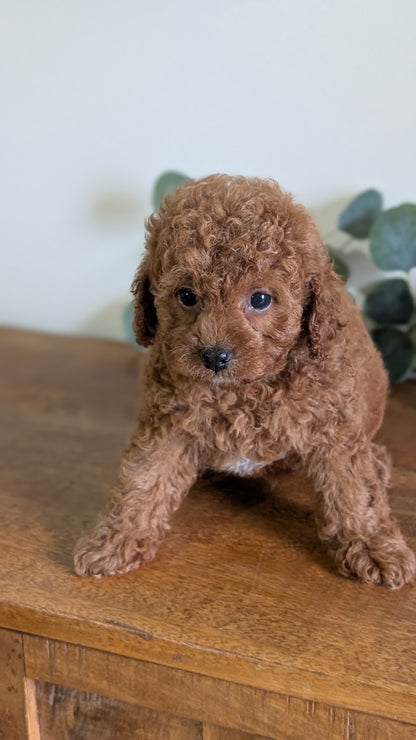 CAVAPOO (JUN 25) FEMALES
