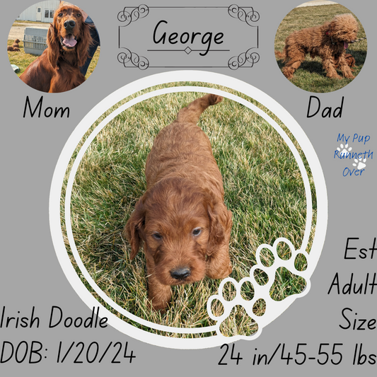 IRISH DOODLE (1/20) MALE