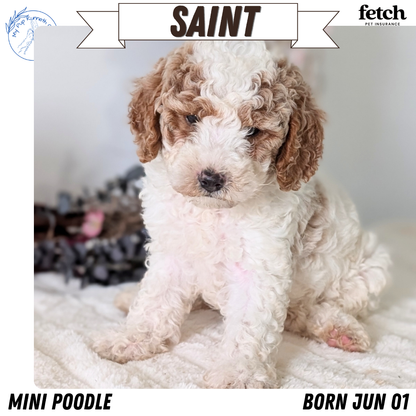 MINI POODLE (JUN 01) MALES