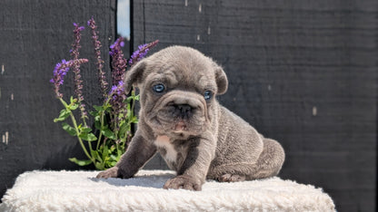 FRENCH BULLDOG (APR 24) MALES