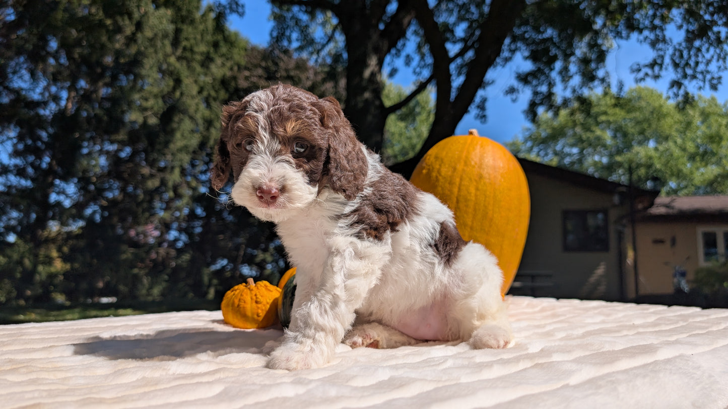 MINI BERNEDOODLE (07/25) FEMALE