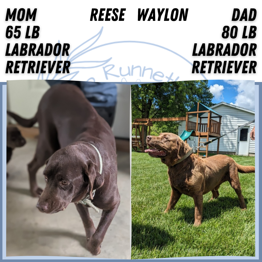 LABRADOR RETRIEVER (JAN 18) FEMALES