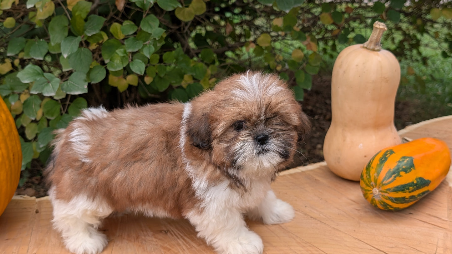 SHIH TZU (08/19) FEMALE